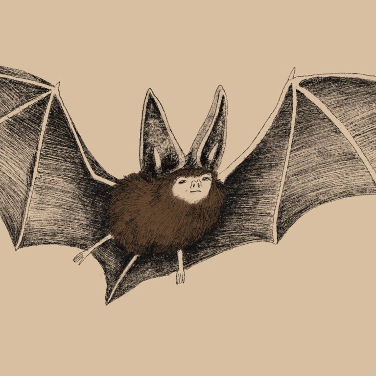 Illustration einer braunen Fledermaus mit ausgebreiteten Flügeln auf beigem Hintergrund. Symbolbild für das Basis-Paket für E-Book-Cover.